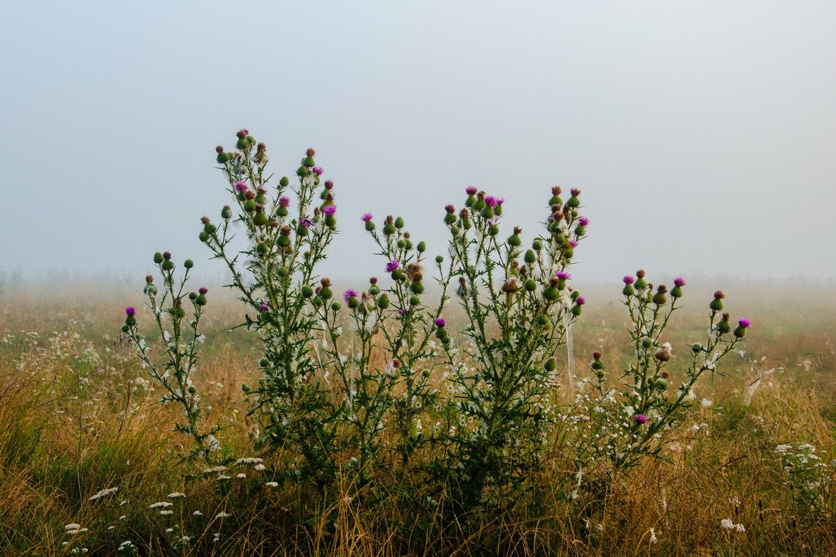 ---- - Галина Ложечникова