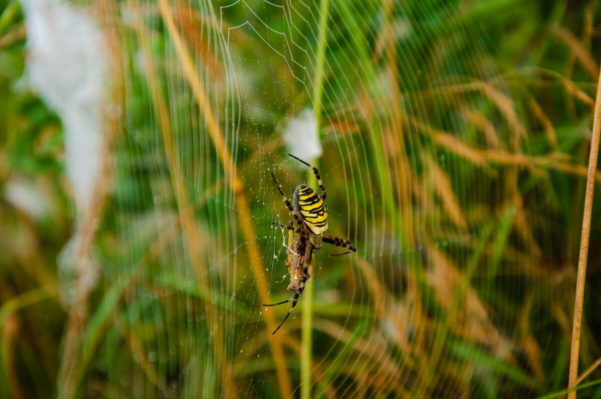 --- - Галина Ложечникова