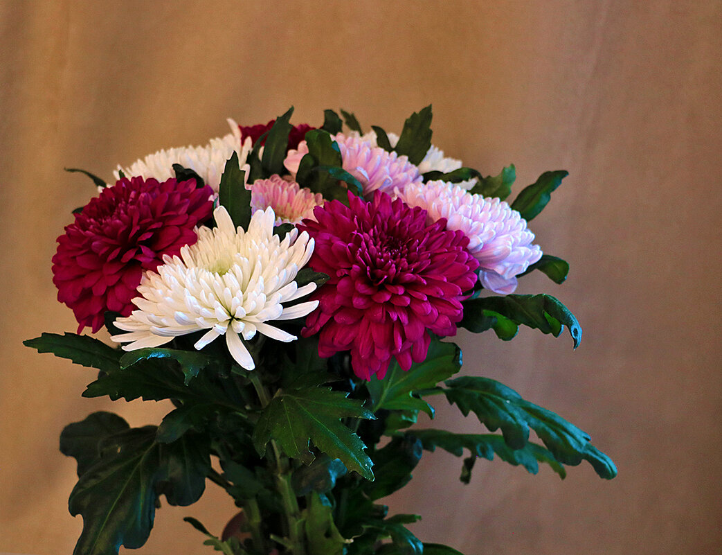 Хризантемы - Светлана 