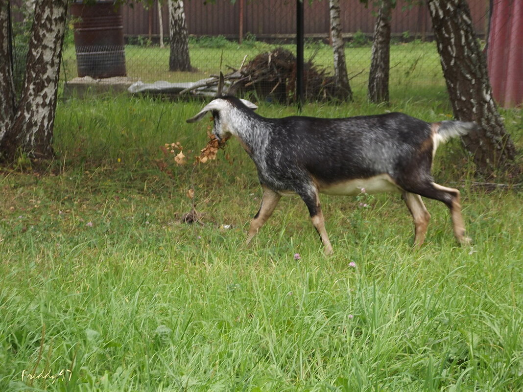 Козлик с добычей - Freddy 97