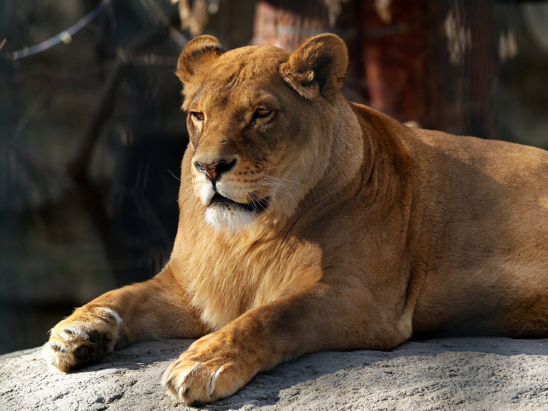 На отдыхе - Вячеслав Алтай