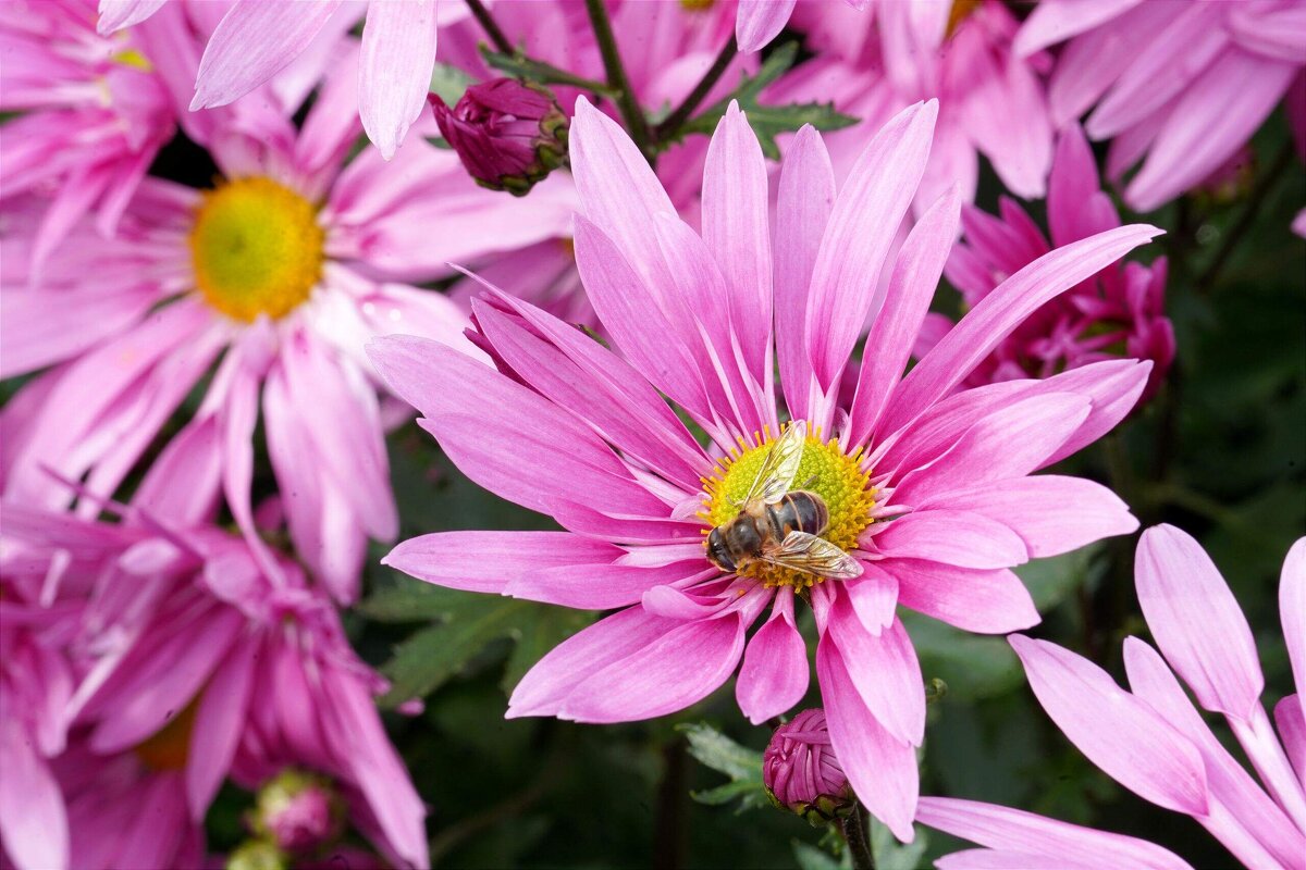 Из Никитского сада - Татьяна Тюменка