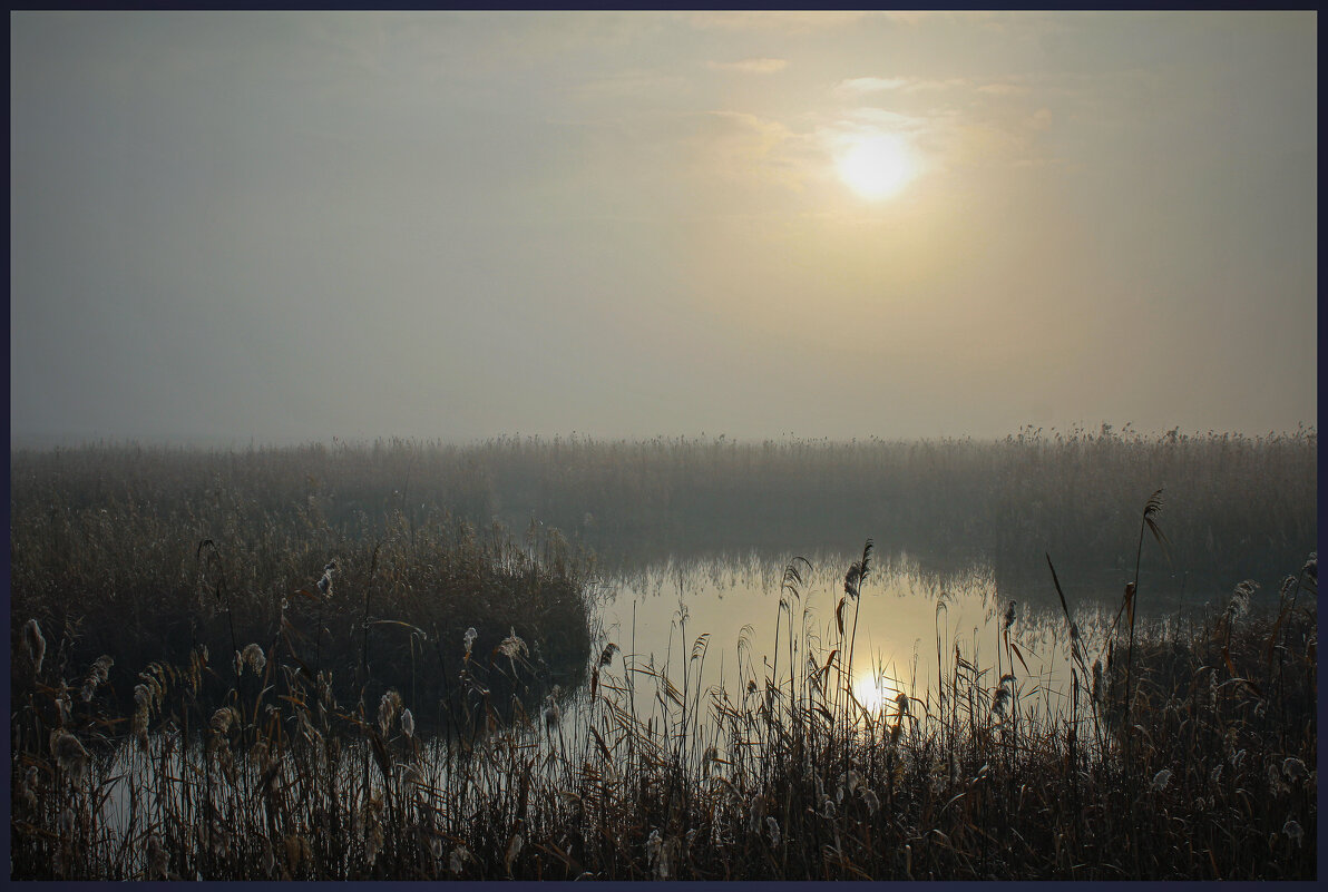 Туман. - Александр 