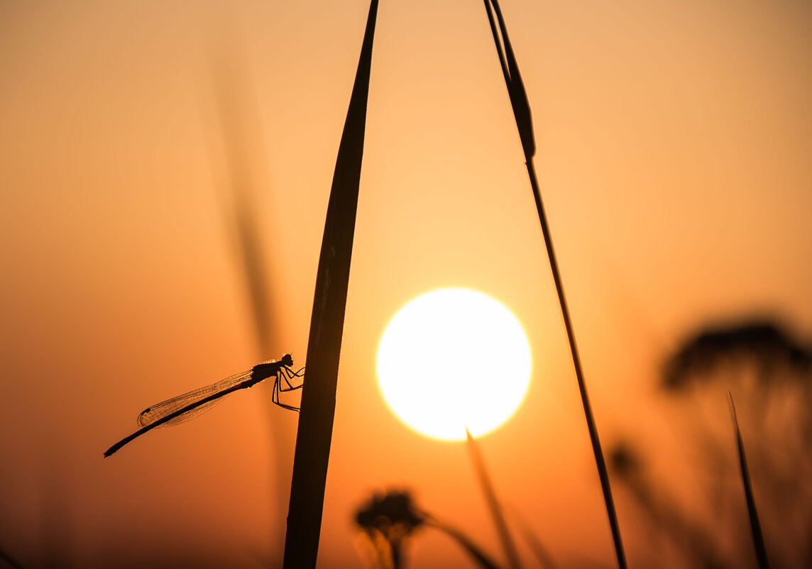 По касательной к солнцу - Ирина 