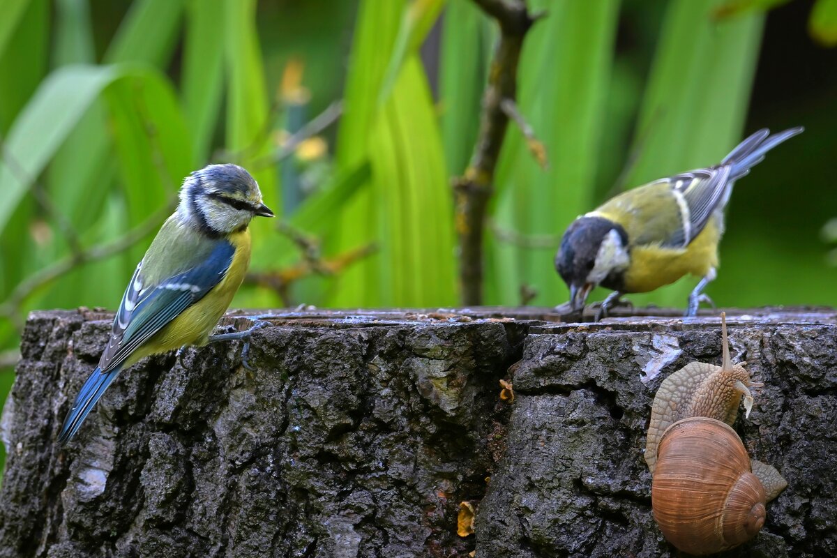Компания друзей - Николай Соколухин