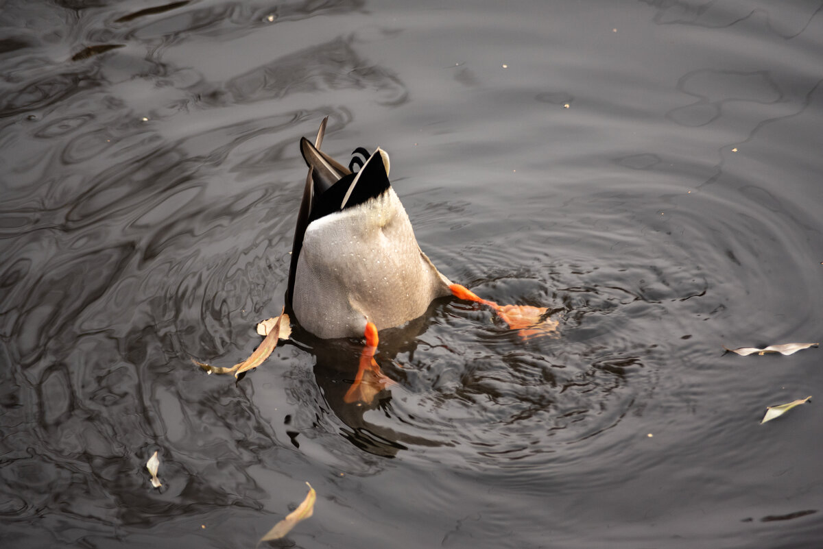Томская утка - Grishkov S.M.