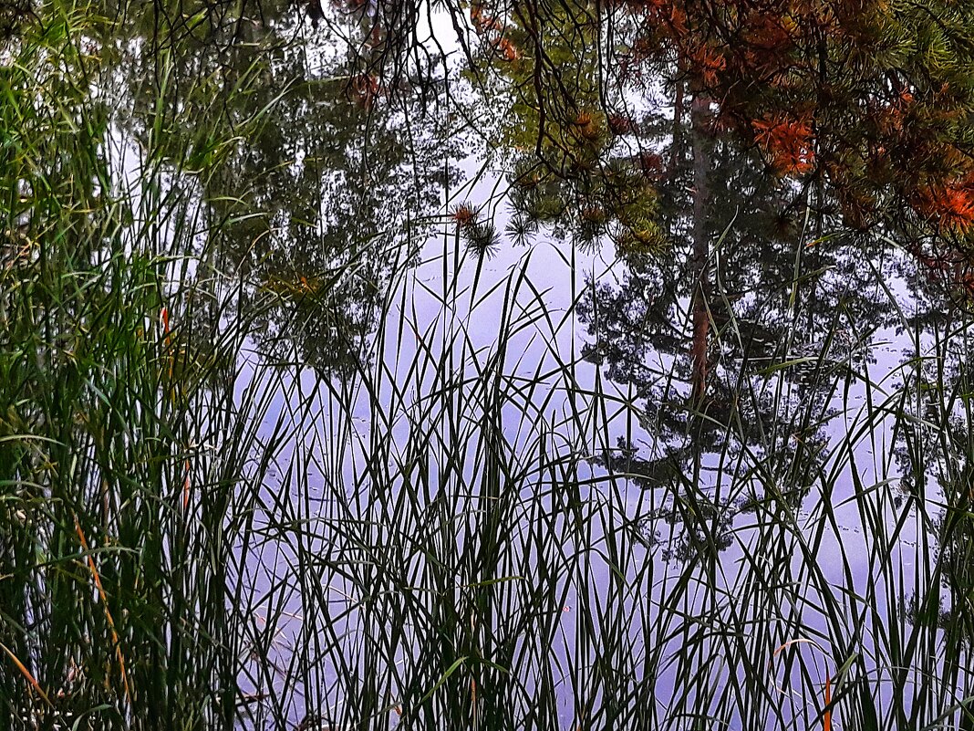 Природа.. В ней есть душа, в ней есть свобода, в ней есть любовь - Hope 