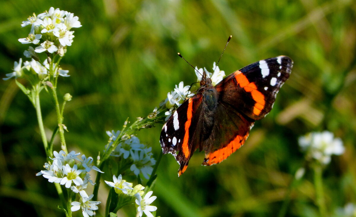 опять про бабочек...42 - Александр Прокудин