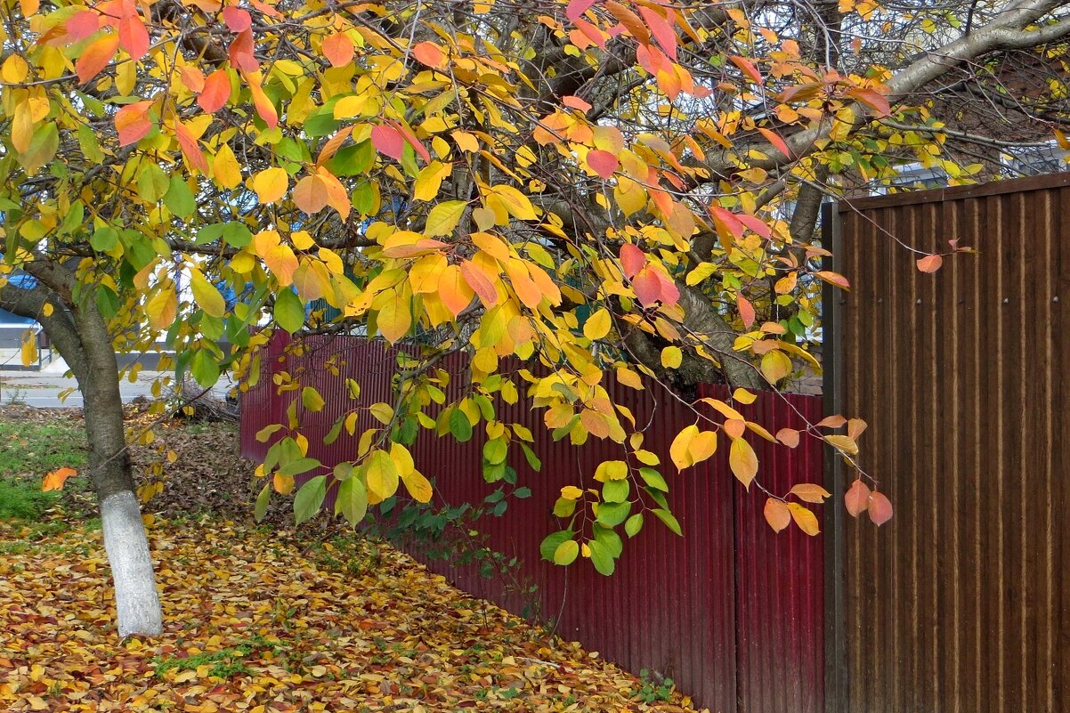 Осенний наряд вишни - Татьяна Смоляниченко