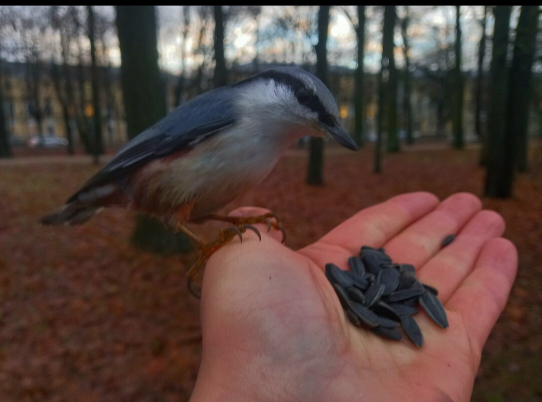 Поползень - Сапсан Поползень - Сапсан