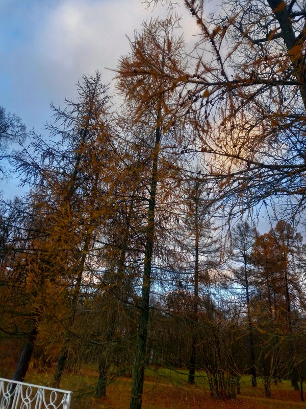 Лиственница - Сапсан 