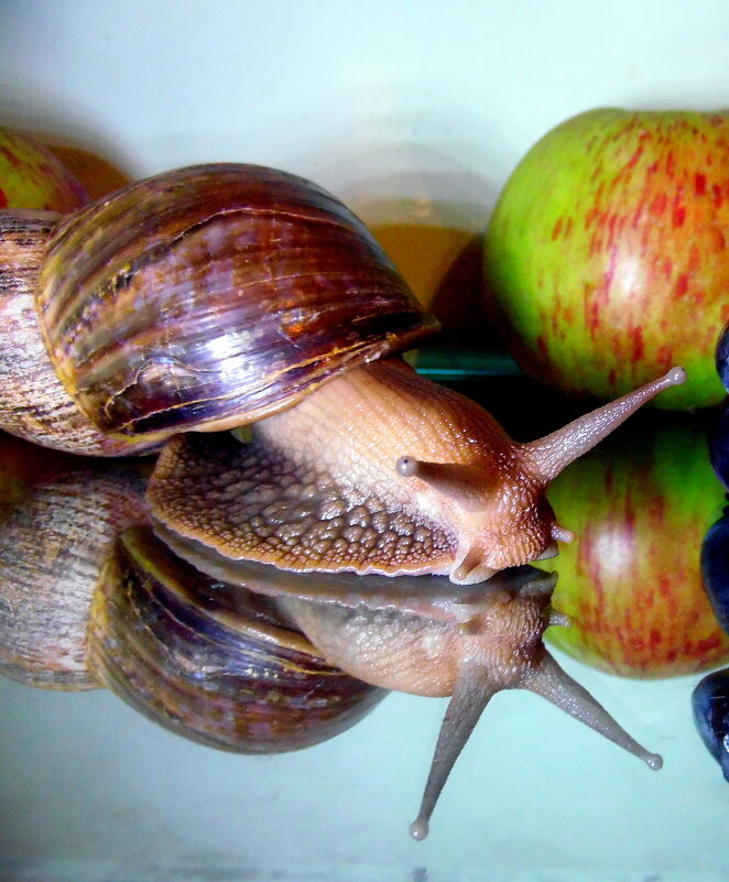 Портрет с фруктами. - nadyasilyuk Вознюк Портрет с фруктами. - nadyasilyuk Вознюк