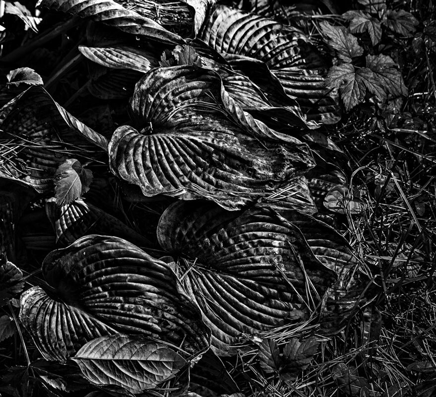 Листья - SanSan 