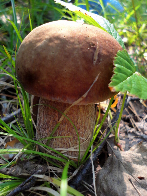 Боровичок. - nadyasilyuk Вознюк Боровичок. - nadyasilyuk Вознюк