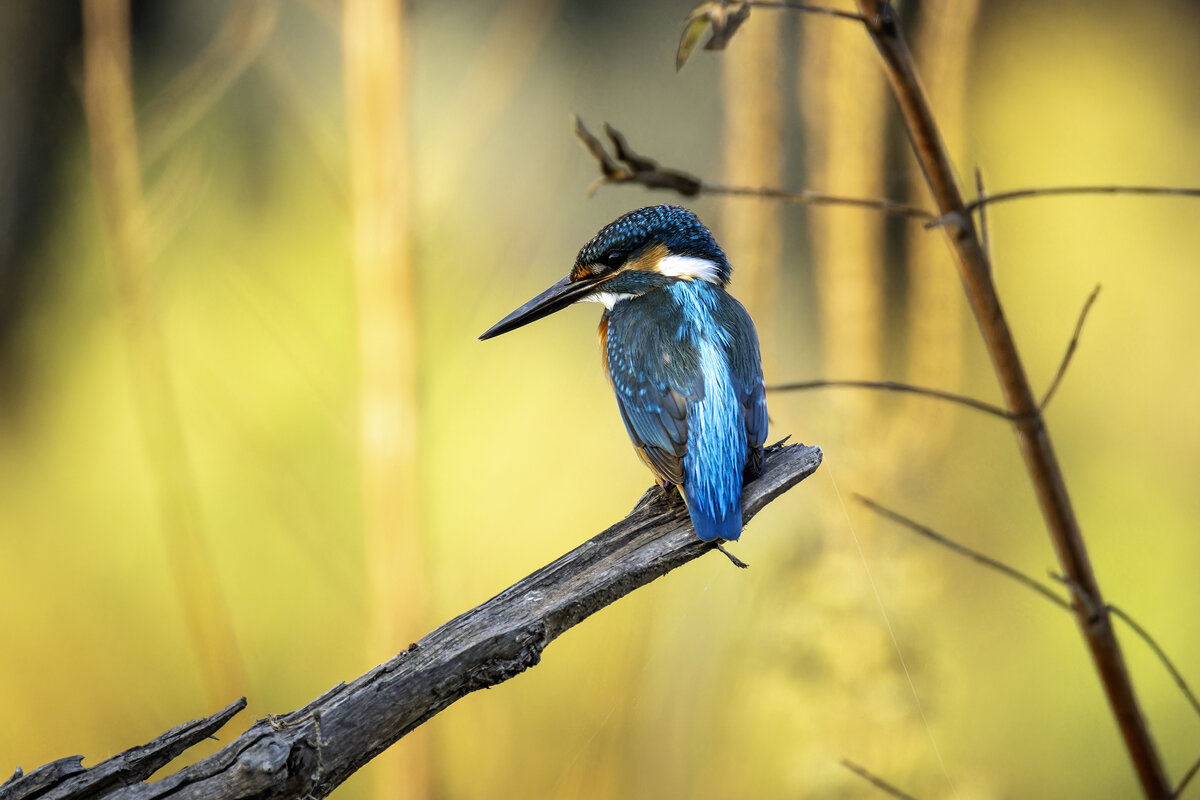 Зимородок обыкновенный. - Alexander Amromin