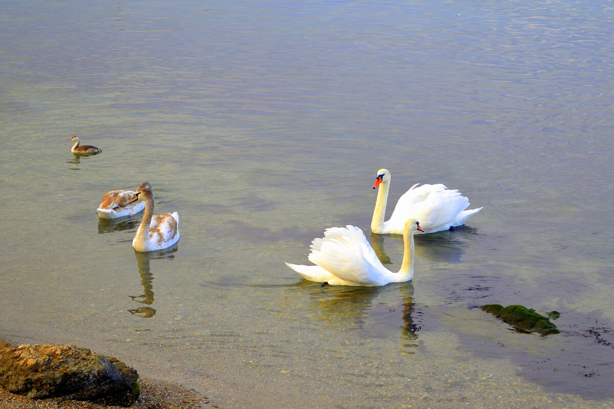 У берега - Татьяна Лютаева