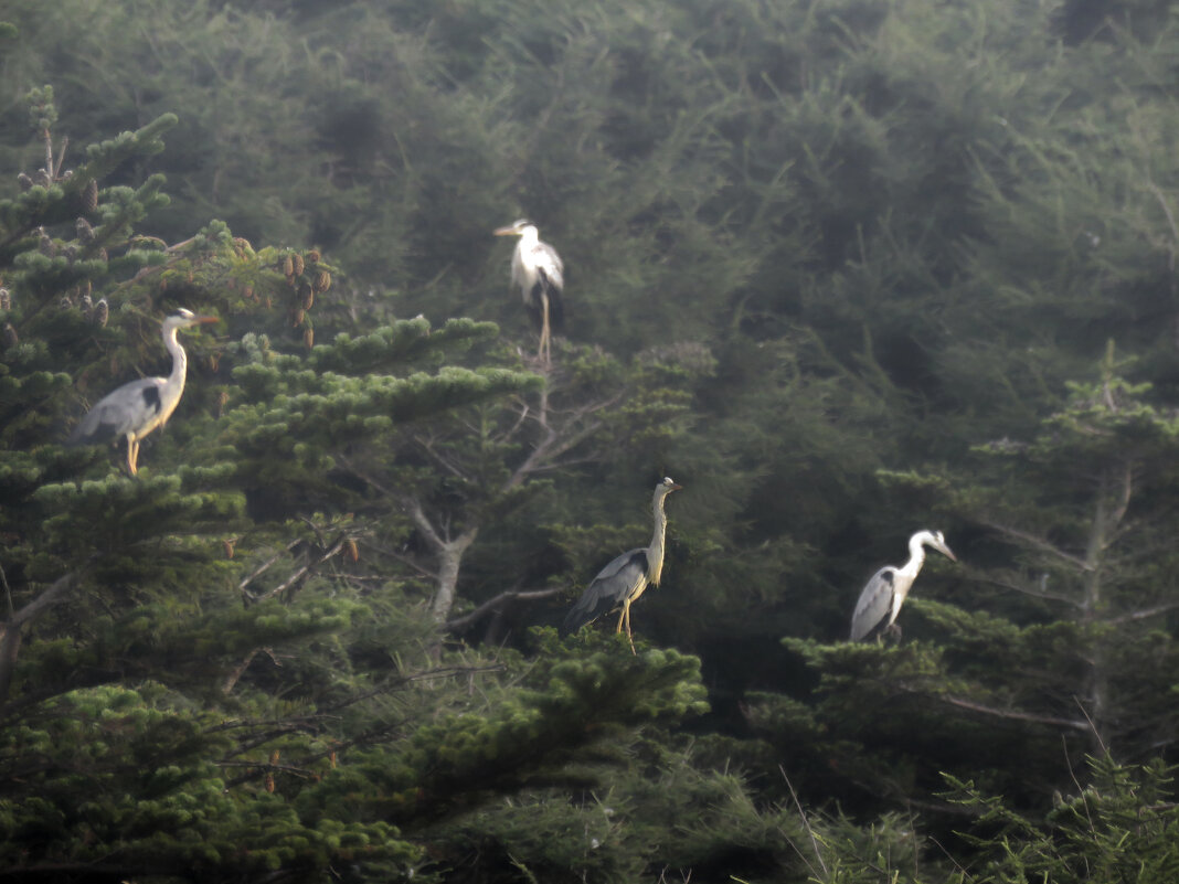 Не знала, что цапли спят на деревьях.. - ИРЭН@ .