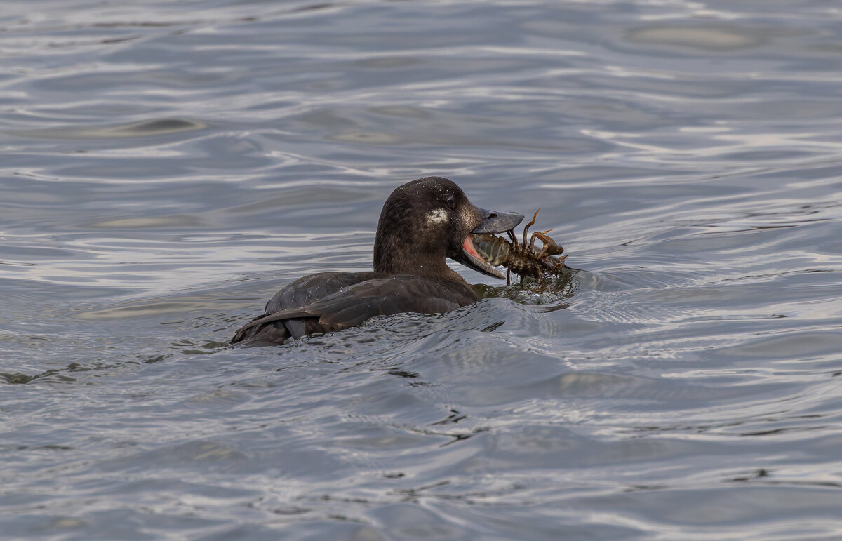 турпан - юрий макаров
