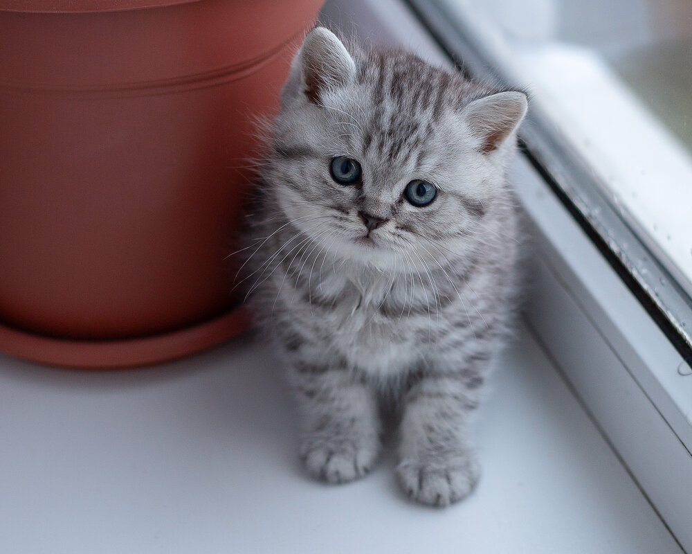 Савелий. - Андрей Дурапов