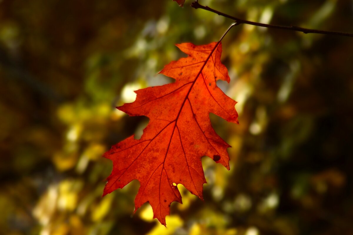 Доброе утро - Юрий. Шмаков