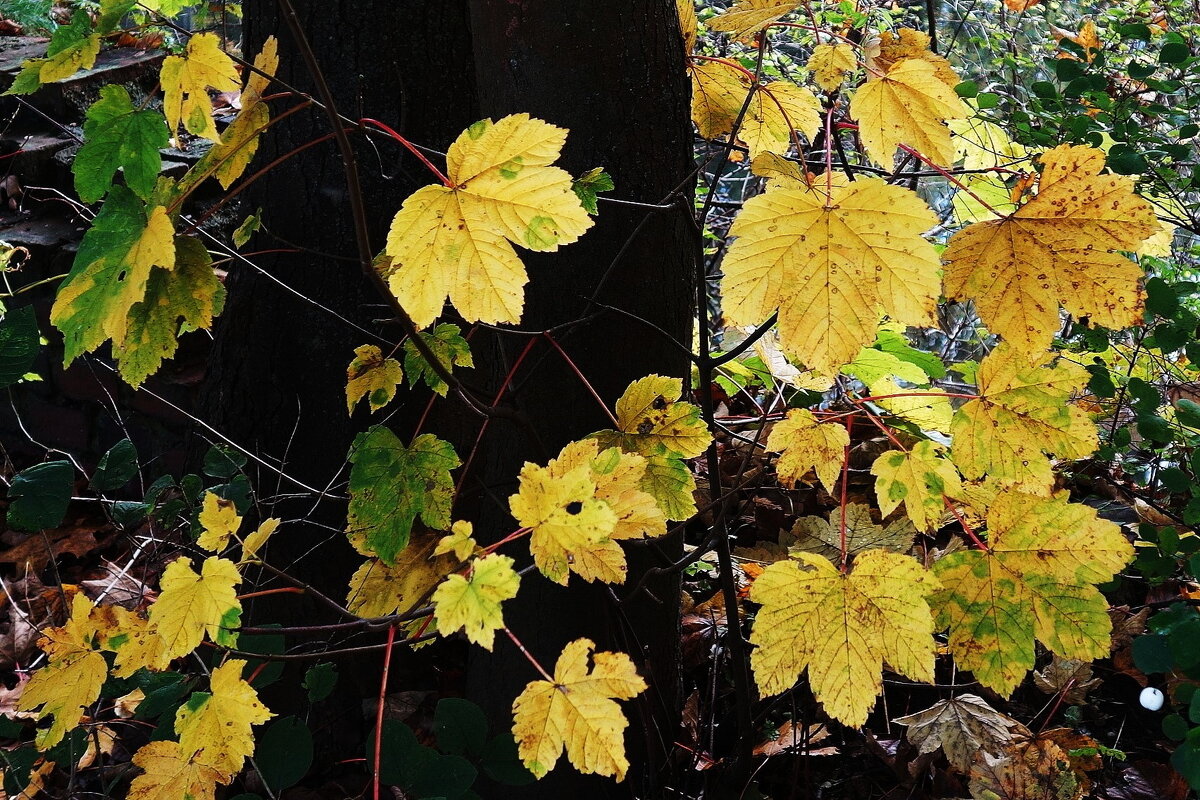 Картинки осени - Рита Симонова