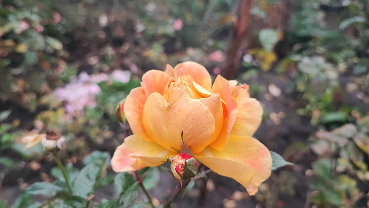 ,,, - Сергей Тимоновский