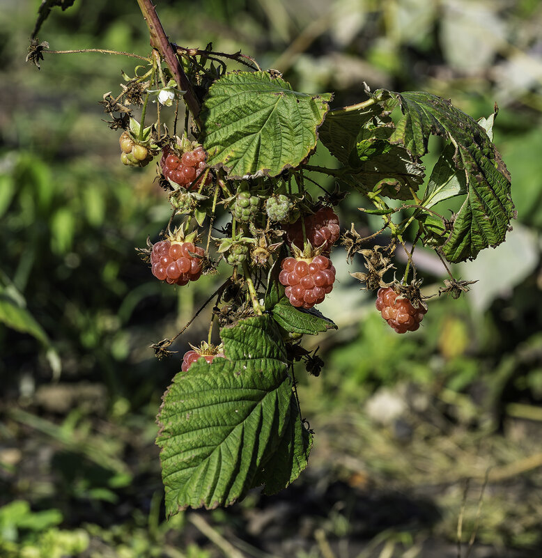 Осенняя малина - Игорь Сикорский