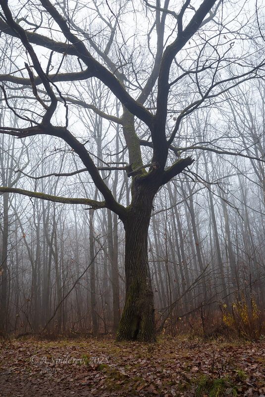 Ветвистое дерево в тумане - Александр Синдерёв