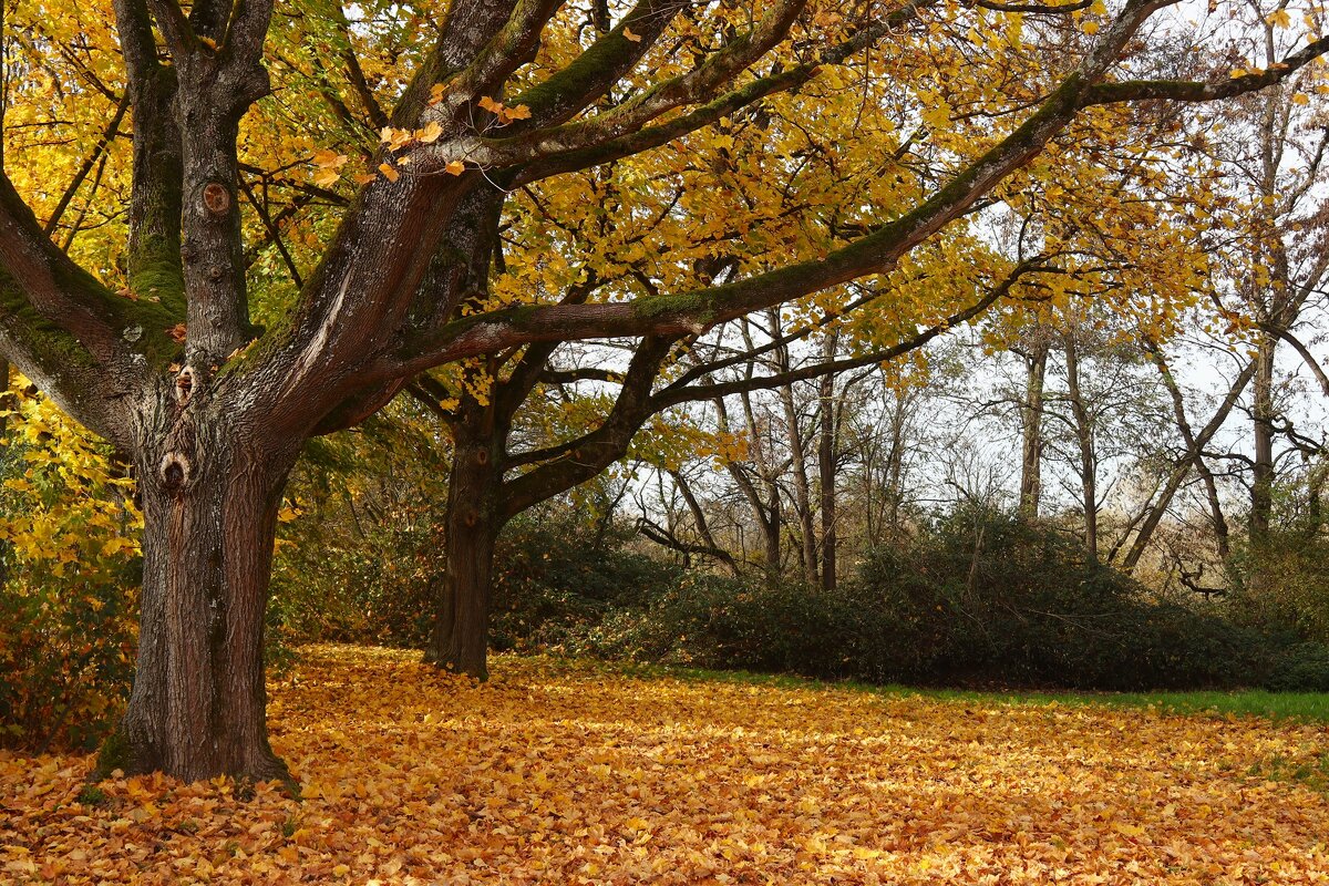 Старые клёны - Юрий. Шмаков Старые клёны - Юрий. Шмаков