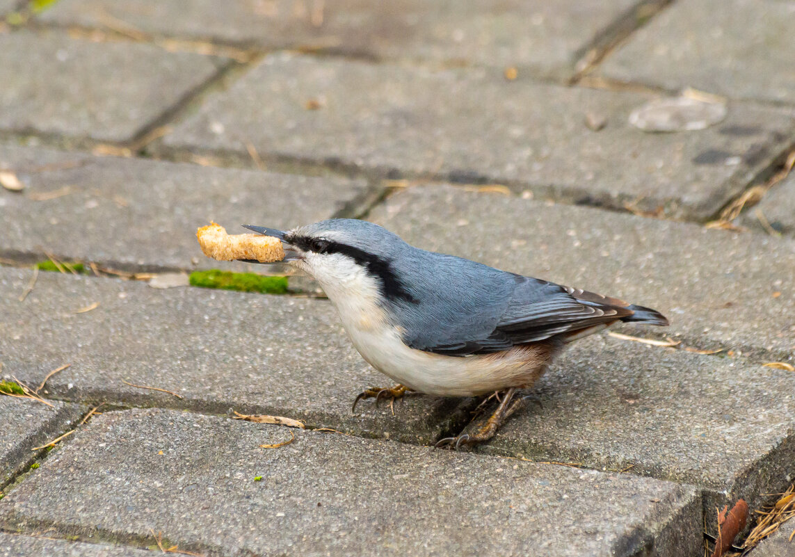 Поползень с добычей. - Андрей Андрианов