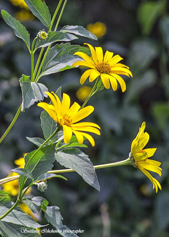 Цветущий топинамбур. - Светлана Ищенко