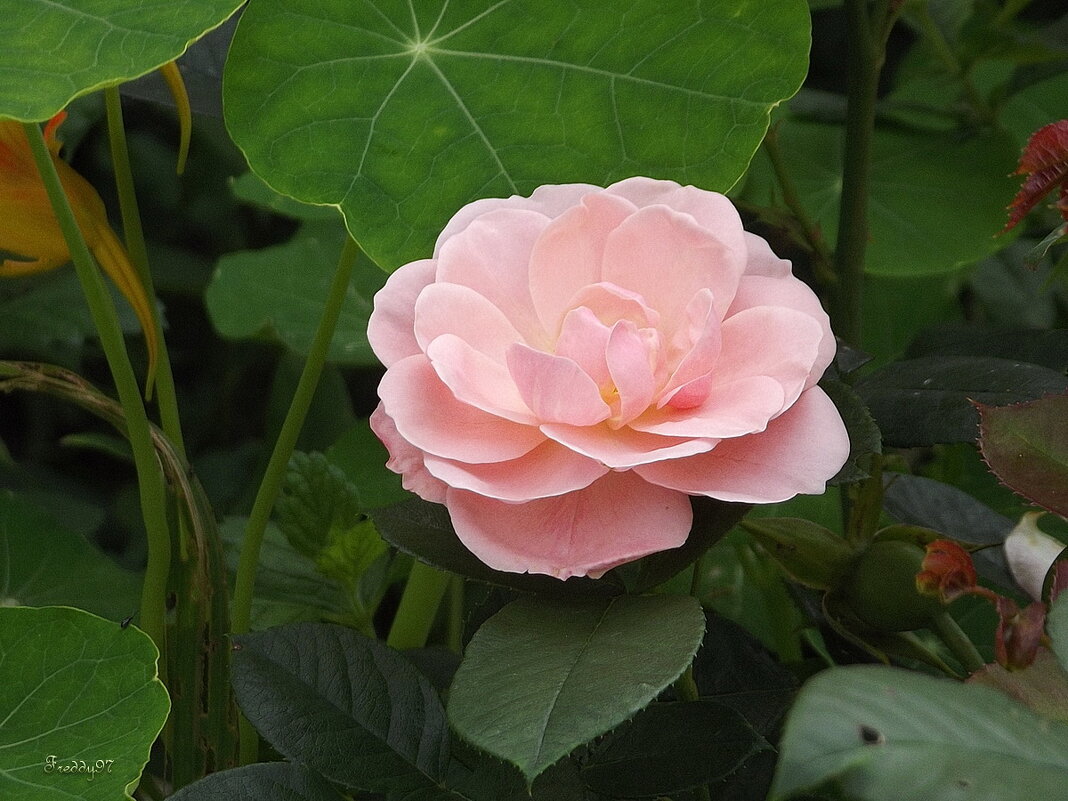 Роза - Freddy 97 Роза - Freddy 97