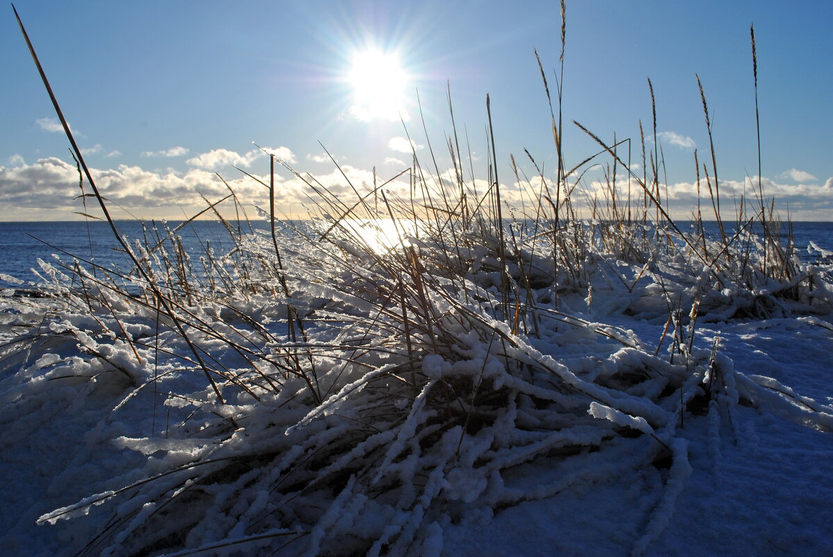 Жизнь дюны. Ноябрь. - AleksSPb Лесниченко Жизнь дюны. Ноябрь. - AleksSPb Лесниченко