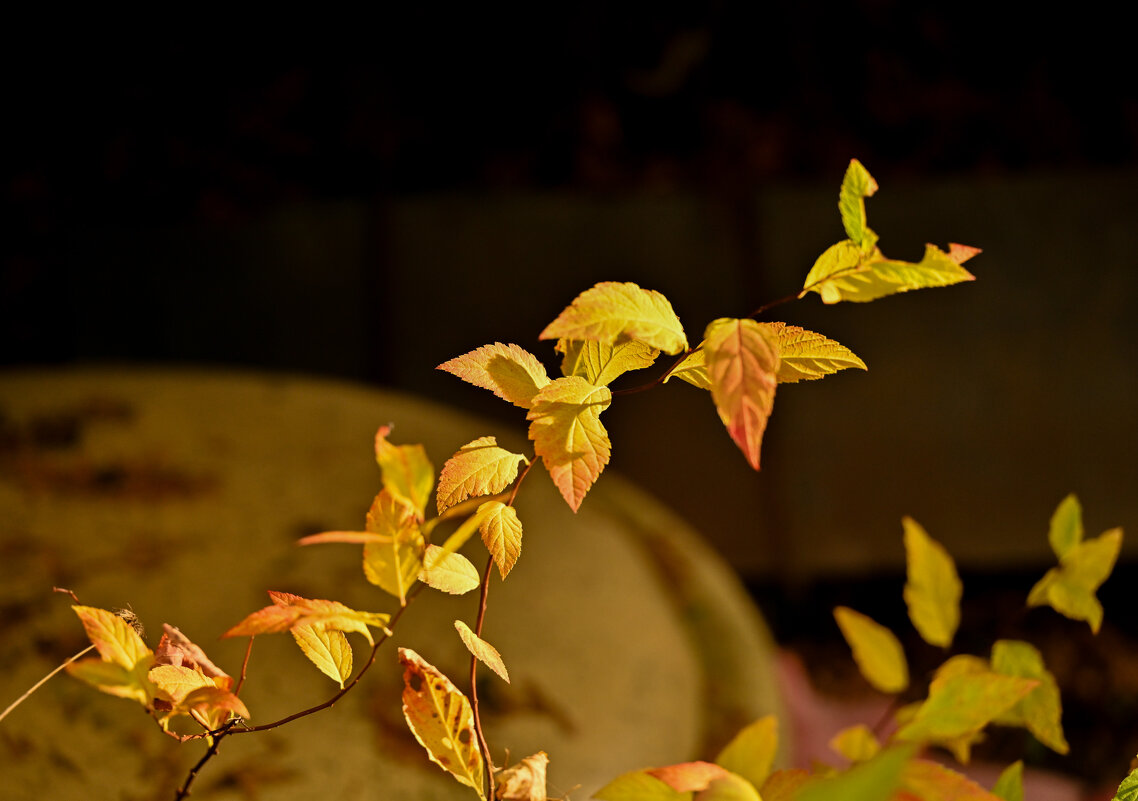 Бабочки - Вадим 