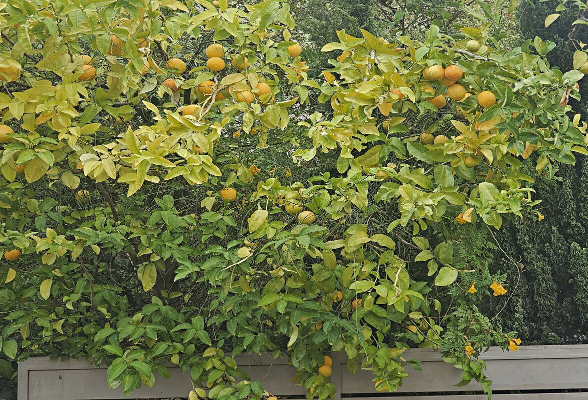 Мандарины - Аркадий Басович