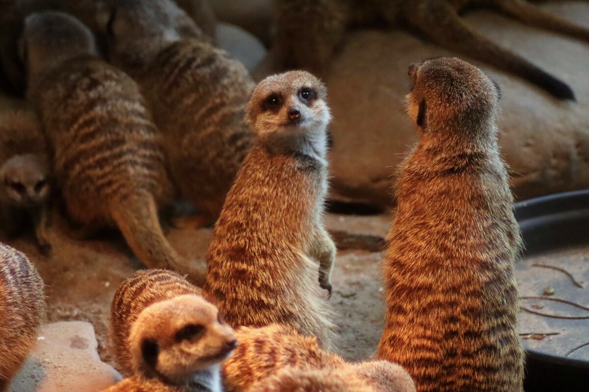 А я люблю фотографироваться... - Юрий. Шмаков А я люблю фотографироваться... - Юрий. Шмаков
