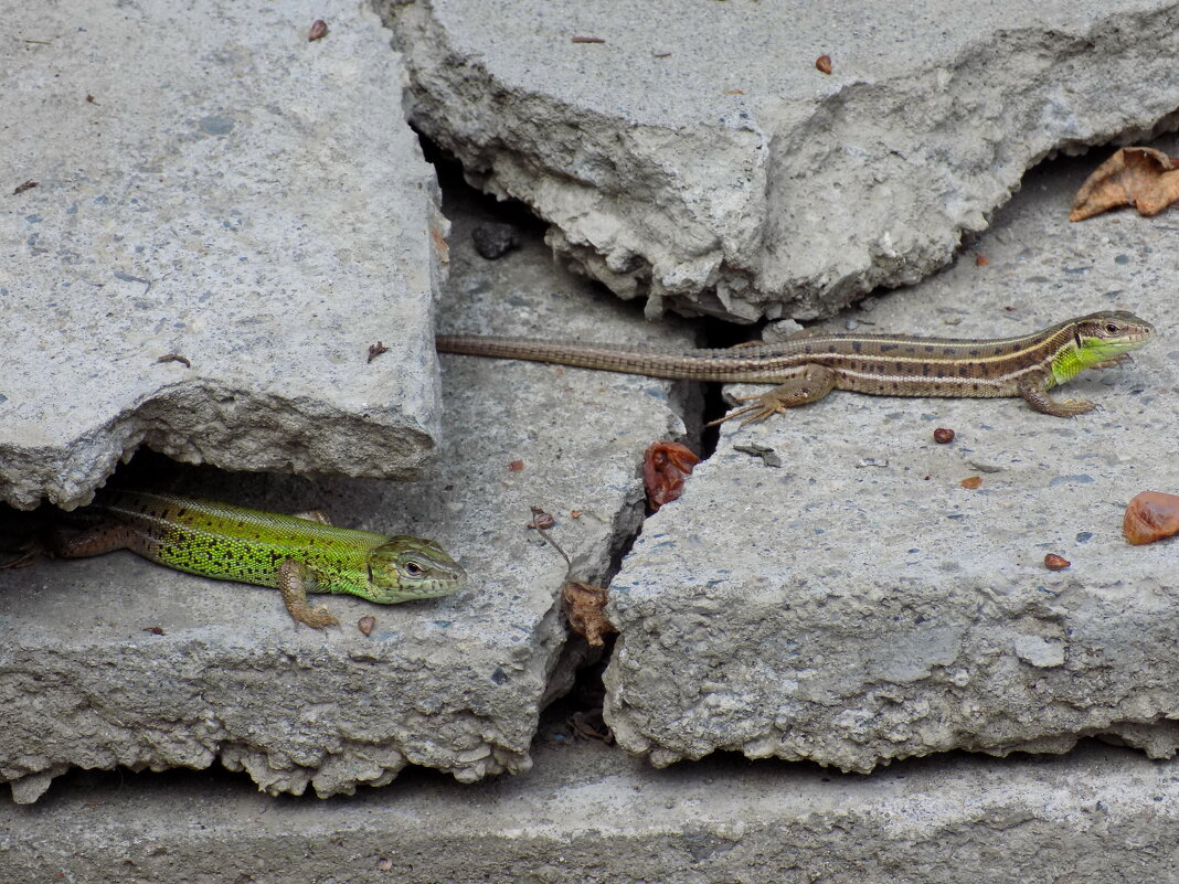 В обломках бетона... - Константин Штарк