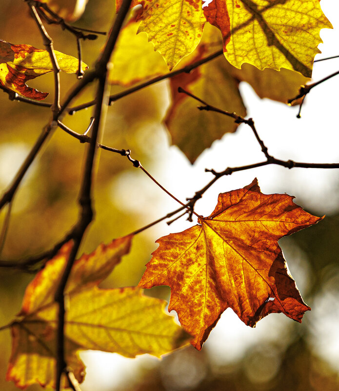 Осень - Светлана Тихонина