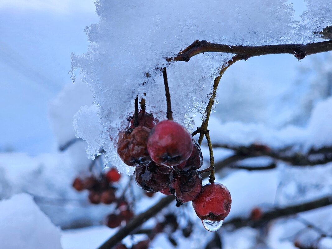 Ягоды под снегом - Мария Яковлева