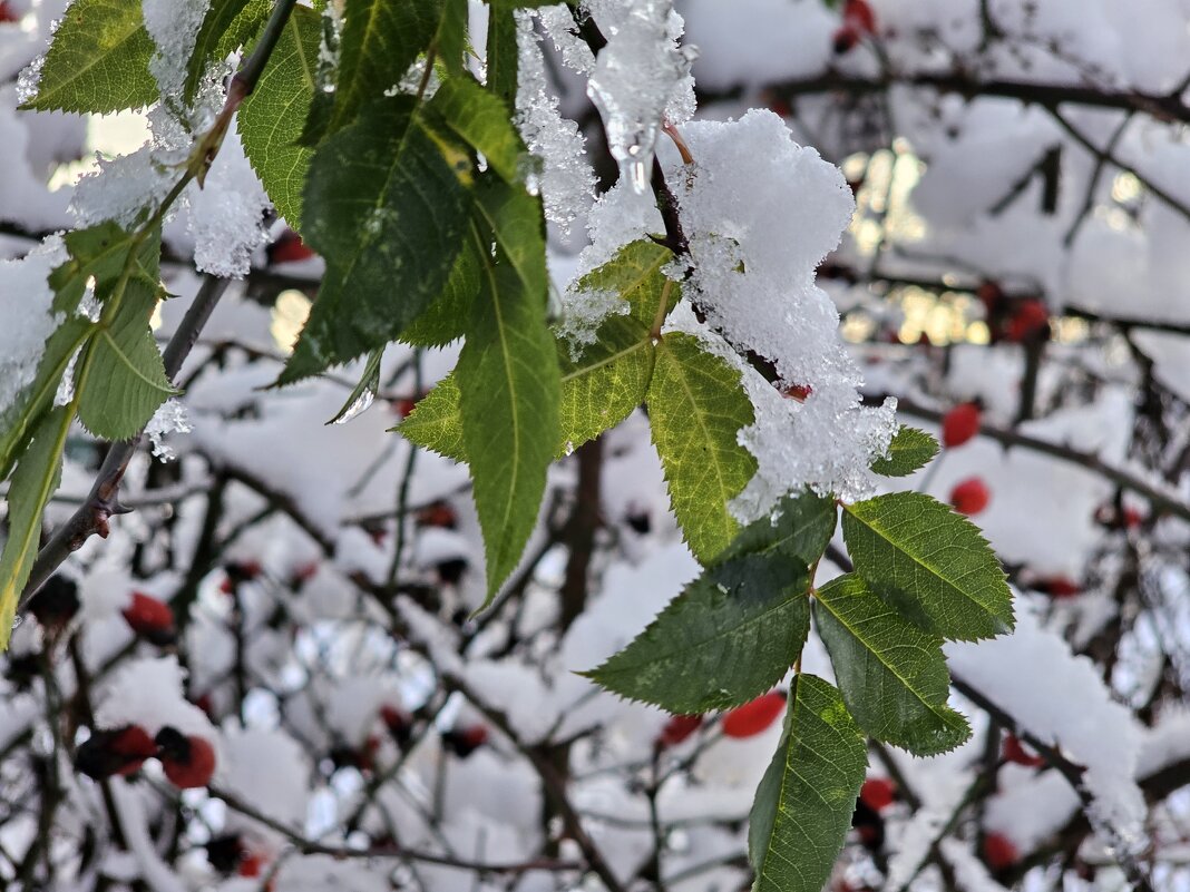 Листья под снегом - Мария Яковлева