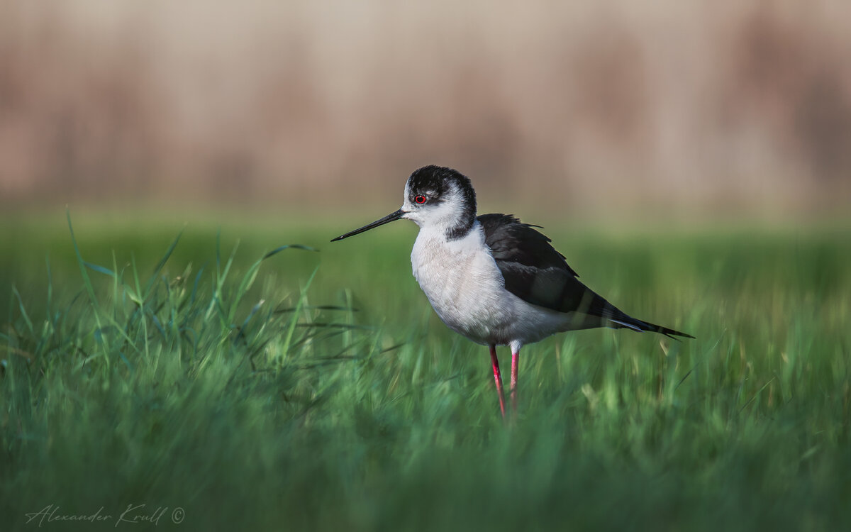 Задумчивый - Александр К.