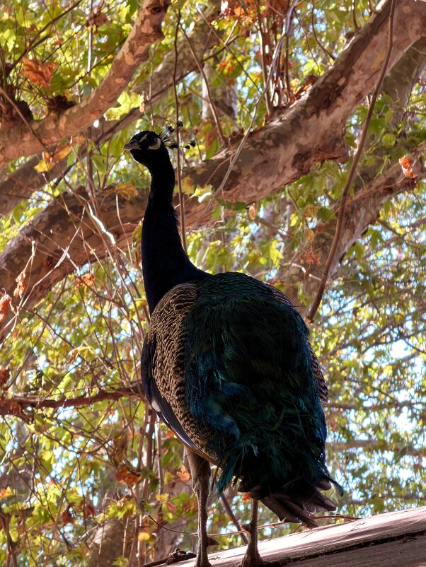 Павлин - Александр Деревяшкин