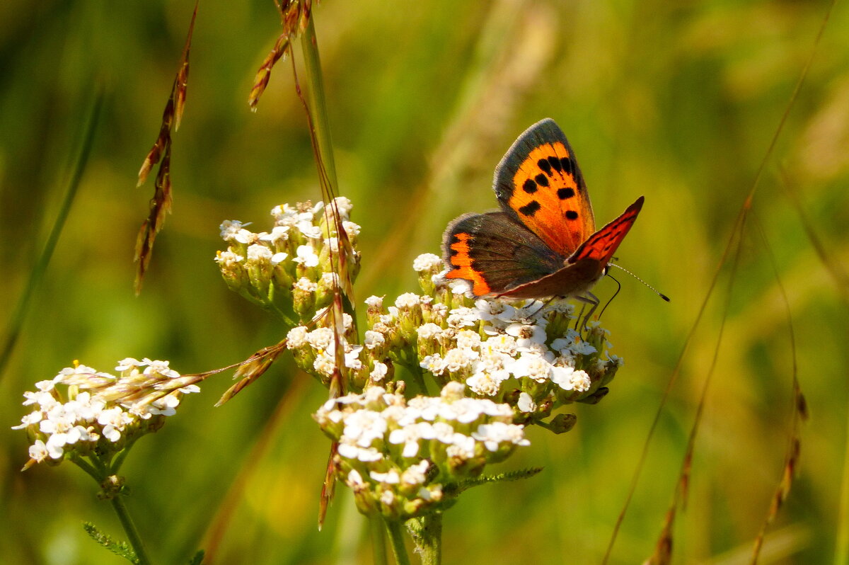 опять про бабочек...48 - Александр Прокудин опять про бабочек...48 - Александр Прокудин