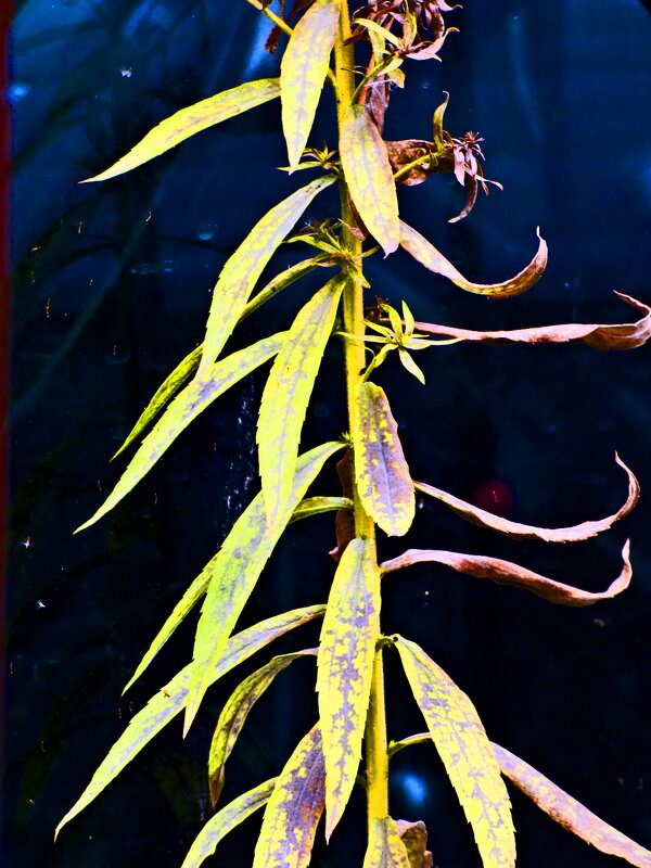 Осень 53 - Алексей Кузнецов