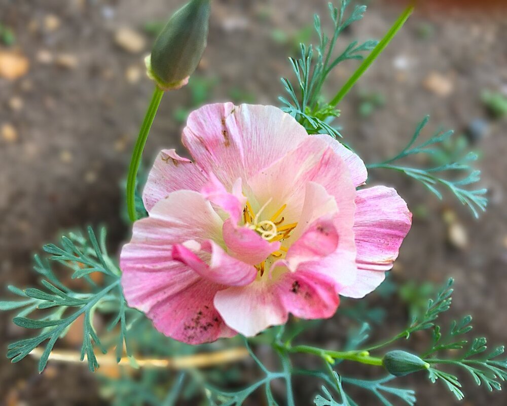 "вспоминая лето..." - Olga Oskolkova