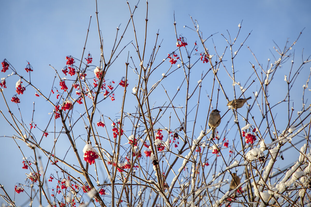 Со светлым днем всех, кто соскучился по солнцу!..заодно  и по снегу! ) - Bosanat 