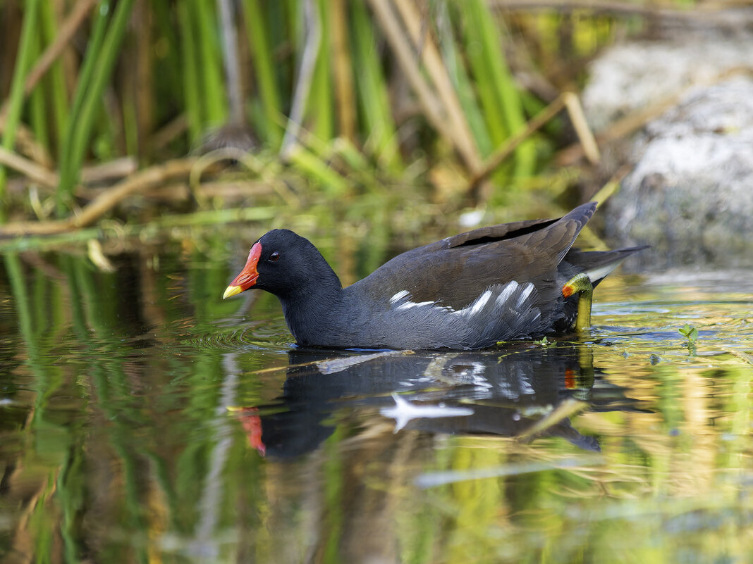 Камышница. - Alexander Amromin