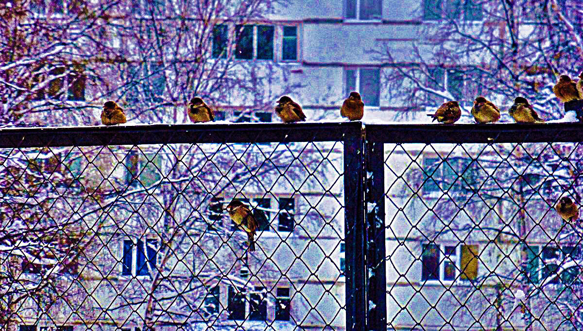 Ноябрь...Воробьишки на заборе! - Владимир 