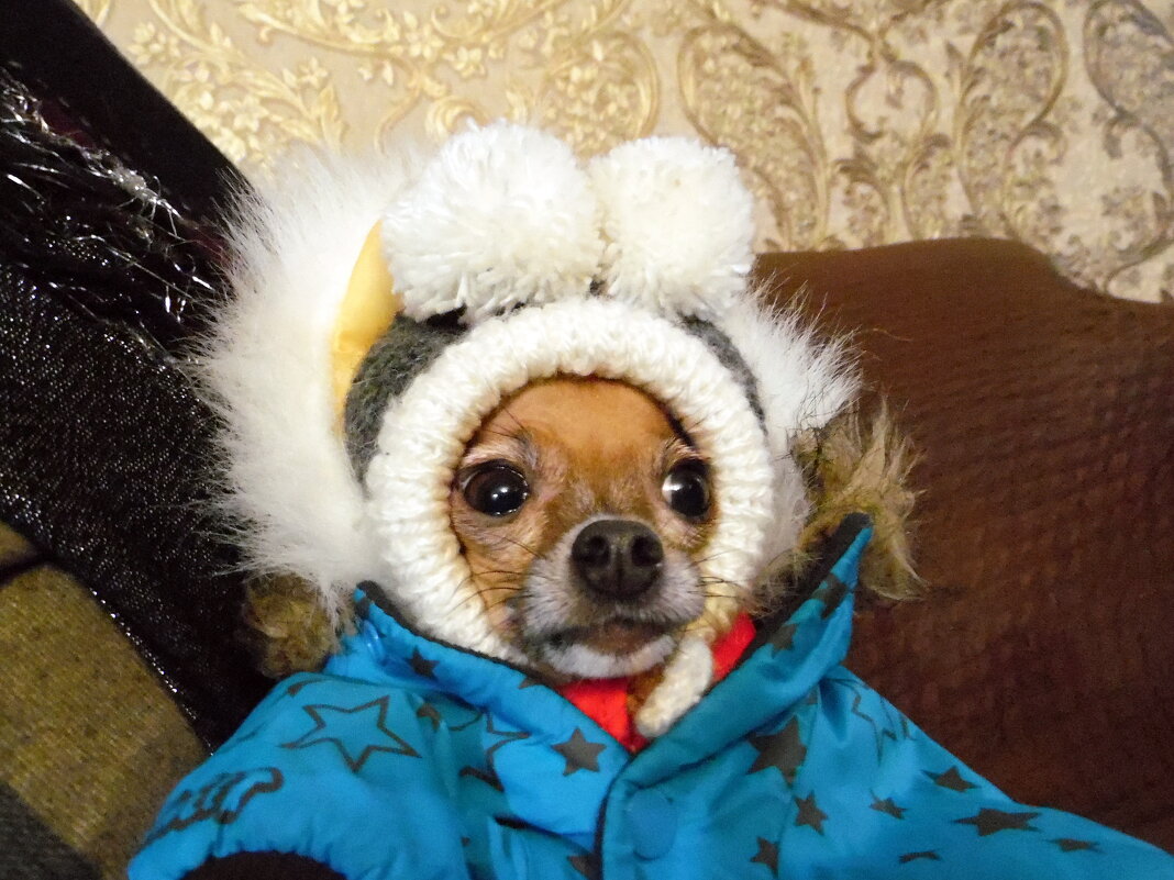 В снежки играть готова. - nadyasilyuk Вознюк