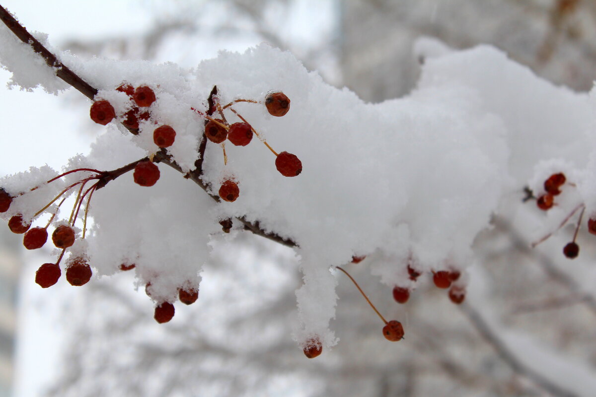 Снежные яблочки - Татьяна Лютаева